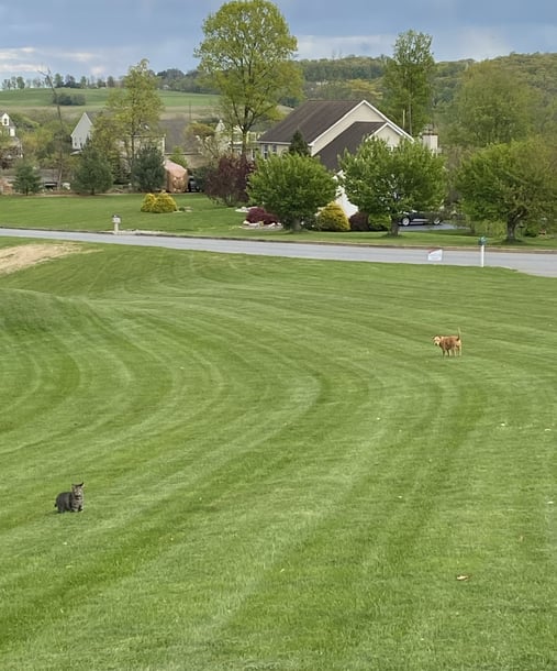 Media, PA 1 Lawn Care Company Green Lawn Fertilizing